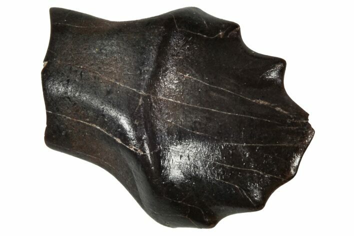 Fossil Nodosaurid (Denversaurus) Tooth - Montana #341036